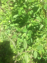 Lonicera