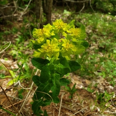 Helioscopia