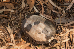 Malayemys macrocephala