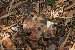 Malayemys macrocephala