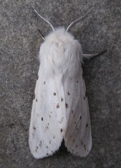 Spilosoma dubia