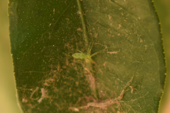 Lyssomanes pauper
