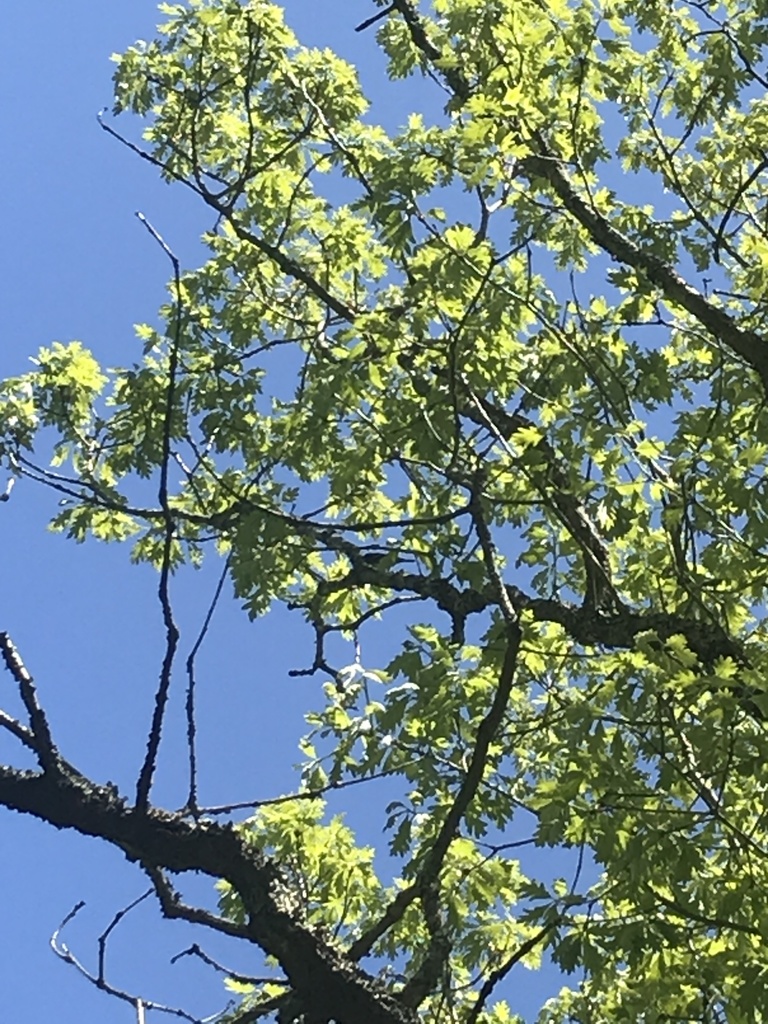 Perching Birds from Cranberry Bog Nature Preserve, Riverhead, NY, US on