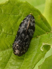 Coraebus rubi