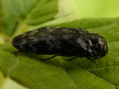 Coraebus rubi