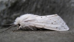 Spilosoma dubia