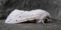 Spilosoma dubia