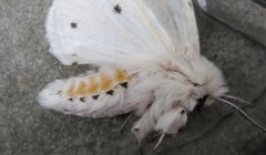 Spilosoma dubia