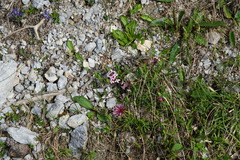 Daphne striata