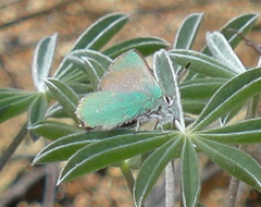 Callophrys dumetorum
