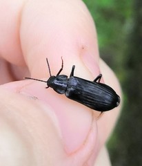 Melandrya dubia
