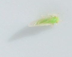 Psyllinae