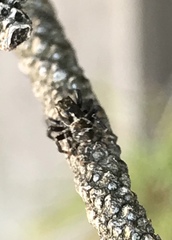 Pseudeuophrys erratica
