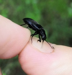 Melandrya dubia