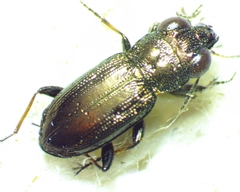 Notiophilus novemstriatus