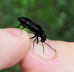 Melandrya dubia