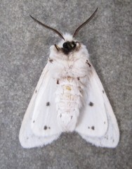 Spilosoma dubia