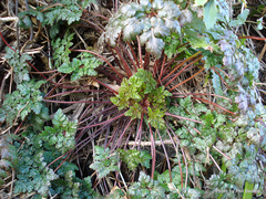 Robertium