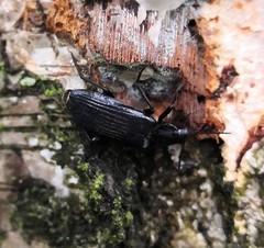 Melandrya dubia