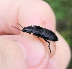 Melandrya dubia