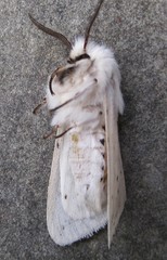 Spilosoma dubia