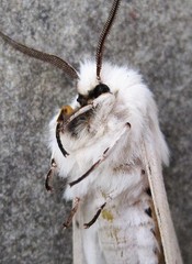 Spilosoma dubia