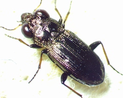 Notiophilus novemstriatus