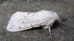 Spilosoma dubia