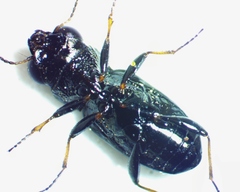 Notiophilus novemstriatus