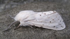 Spilosoma dubia