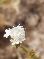 Chaenactis artemisiifolia