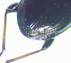 Notiophilus novemstriatus
