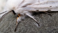 Spilosoma dubia