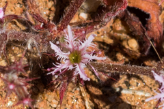Chorizanthe fimbriata