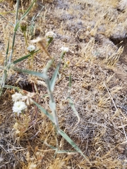 Chaenactis artemisiifolia
