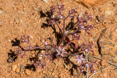 Chorizanthe fimbriata