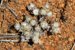 Stylocline gnaphaloides