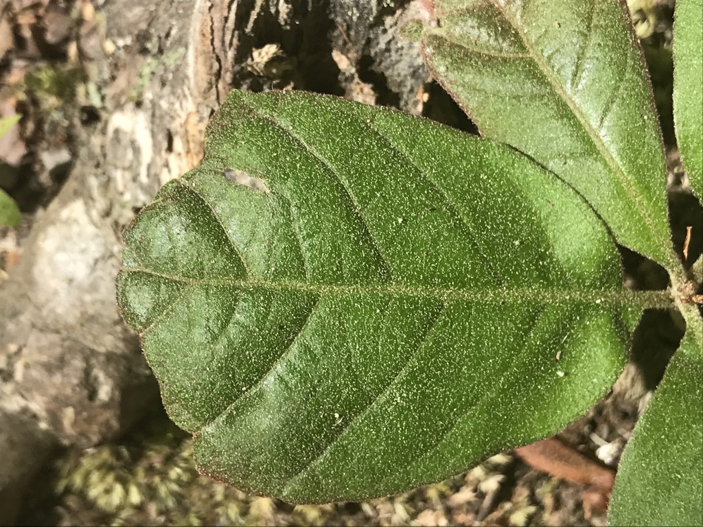 bear oak from Cranberry Bog Nature Preserve, Riverhead, NY, US on May