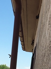 Petrochelidon pyrrhonota