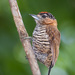 Ochre-collared Piculet - Photo (c) Cláudio Dias Timm, some rights reserved (CC BY-NC-SA)