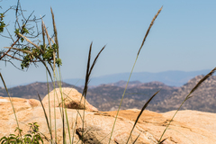 Stipa