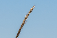 Stipa