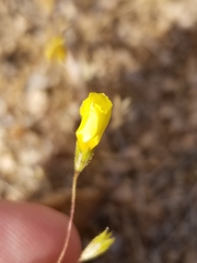 Leptosiphon chrysanthus