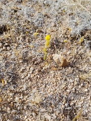 Leptosiphon chrysanthus