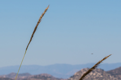 Stipa