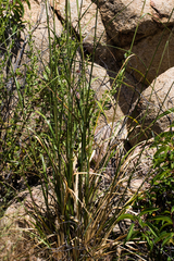 Stipa