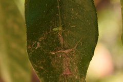 Lyssomanes pauper