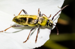 Triodoclytus lanifer