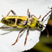 Triodoclytus lanifer - Photo (c) BJ Stacey,  זכויות יוצרים חלקיות (CC BY-NC), uploaded by BJ Stacey