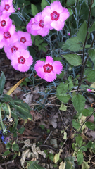 Dianthus chinensis